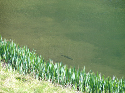 Brook Farm lake